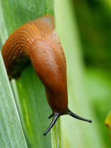 Auf dem Foto ist eine Rote Wegschnecke zu sehen.