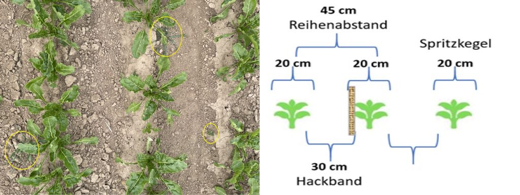 Links: reales Foto von Zuckerrübenreihen im Feld mit gelben Kreisen (Nichtbeseitigung einiger Unkräuter) im Bereich zwischen Spritzkegel und Hackband. Rechts: Schema Spritzkegel und Hackband der Abstände zwischen ihnen.