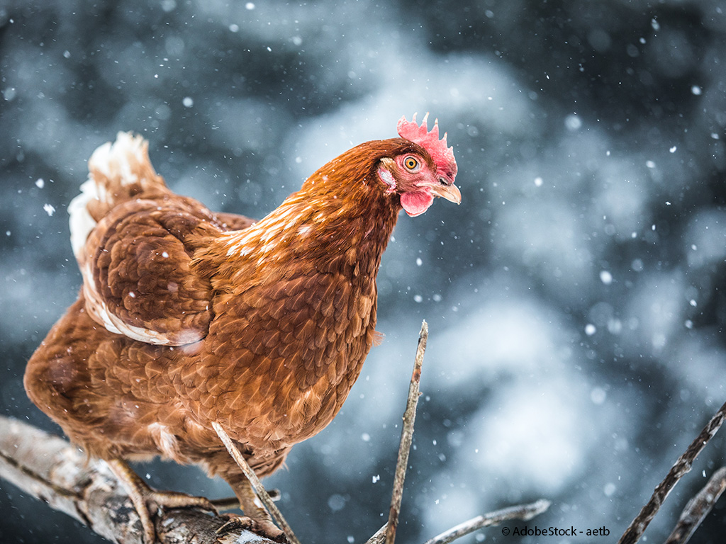 Braune Legehenne im Schneetreiben