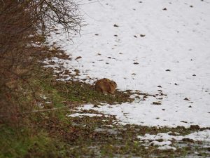 Feldhase neben einer schützenden Hecke