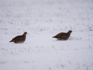2 Rebhühner auf einem schneebedeckten Feld