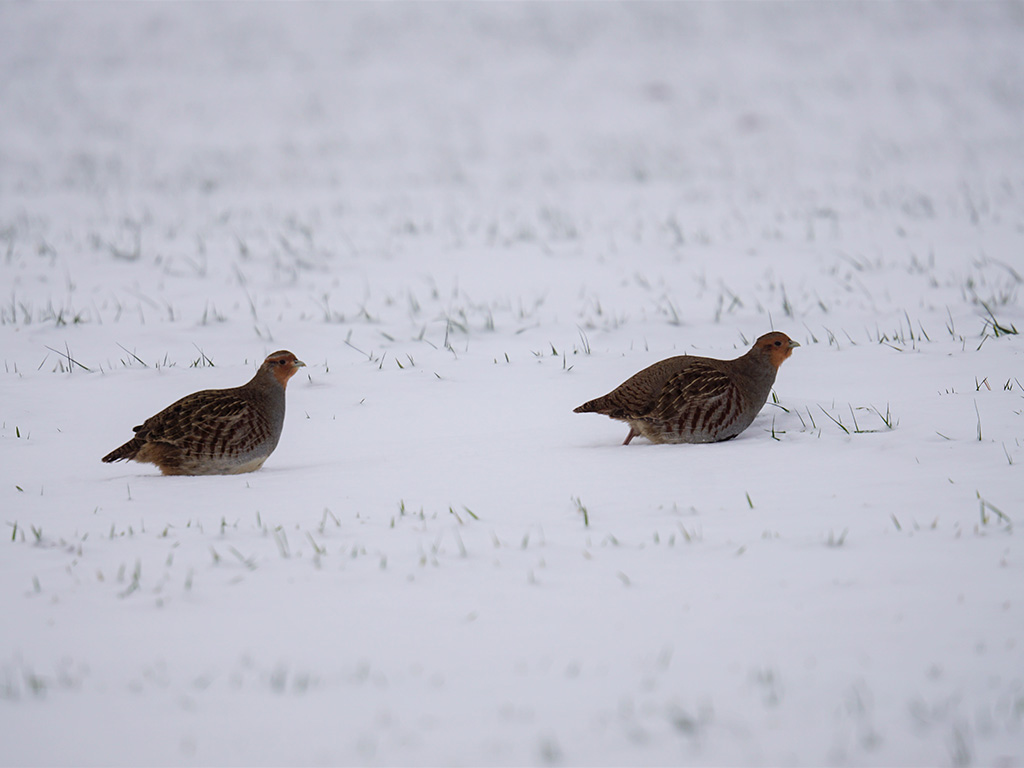 2 Rebhühner auf einem schneebedeckten Feld