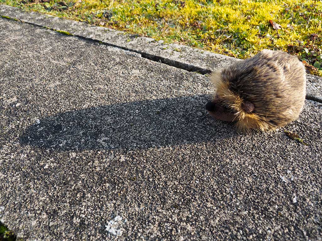 Auf dem Foto sieht man einen kleinen Igel als Plüschfigur im Garten. Weil die Sonne scheint, wirft der Igel einen Schatten.