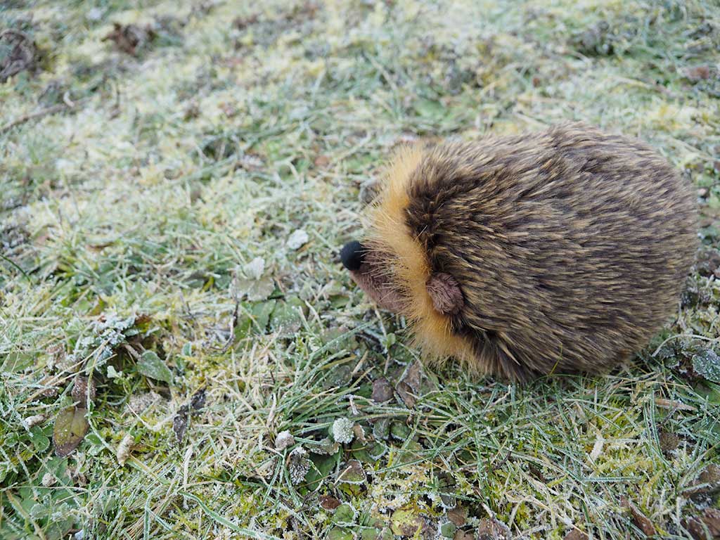 Das Foto sieht man einen kleinen Igel als Plüschfigur im Garten. Weil das Wetter nicht sonnig ist, ist auch kein Schatten des Igels zu sehen.