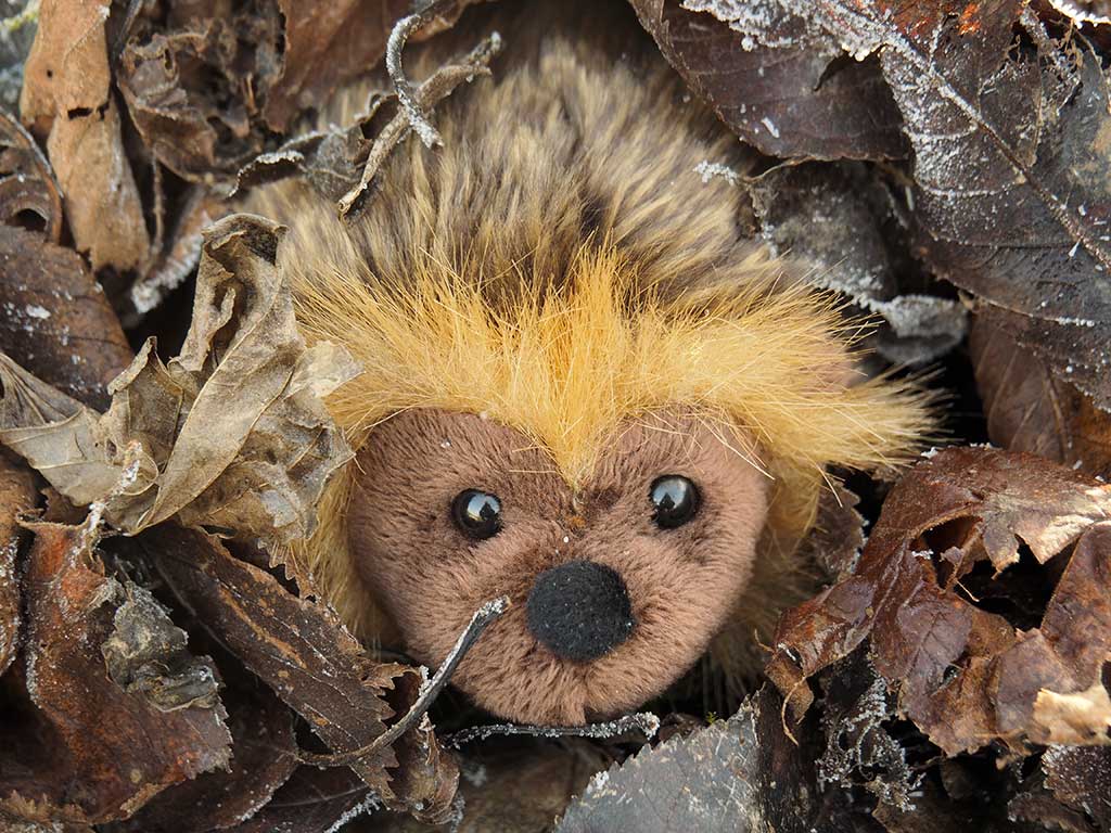 Plüsch-Igel schaut aus dem Laub.