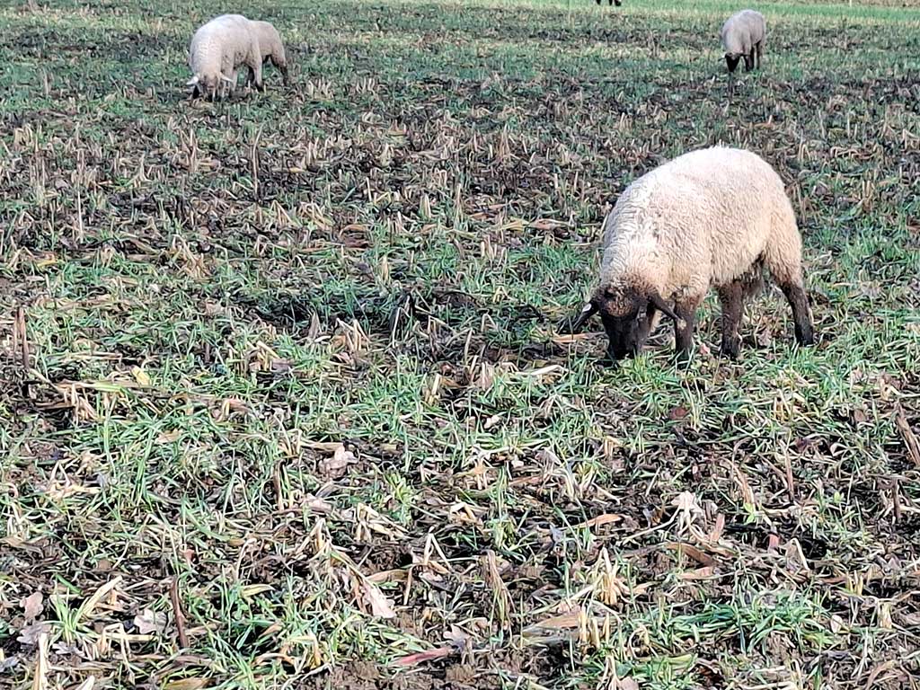3 Schafe auf einer Winterweide