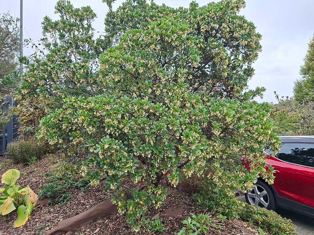 Westlicher Erdbeerbaum (Arbutus unedo)