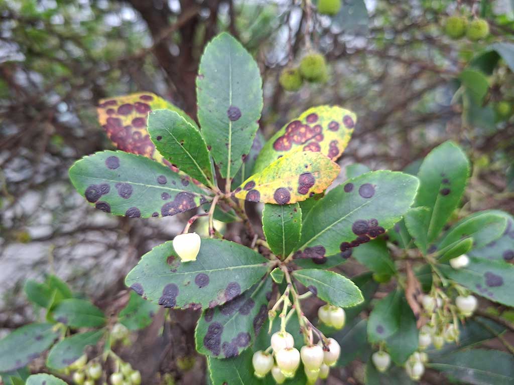 Große braune kreisrunde Flecken auf Blättern des Erdbeerbaums, verursacht durch den Blattfleckenpilz Pseudocercospora moelleriana