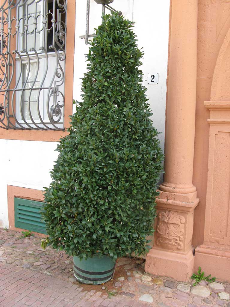 2 m hoher Echter Lorbeer (Laurus nobilis) in einem Topf neben dem Eingang eines historischen Gebäudes