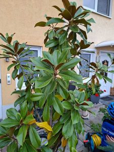 Junges Exemplar einer Immergrünen Magnolie