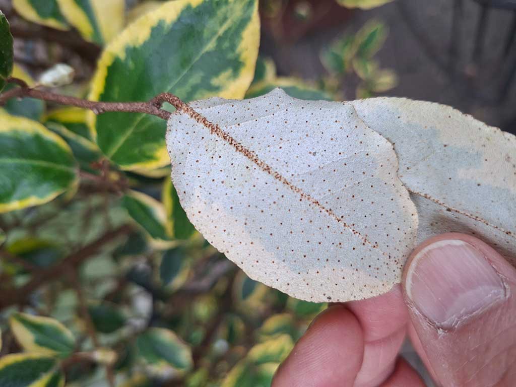 Silbrige Blattunterseite einer Wintergrünen Ölweide (Eleagnus X ebbingei)