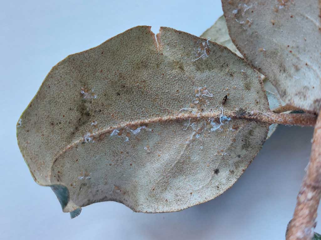 Weiße Wachsausscheidungen von Blattsaugern (Cacopsylla fulguralis) auf der Blattunterseite eines Ölweidenblattes