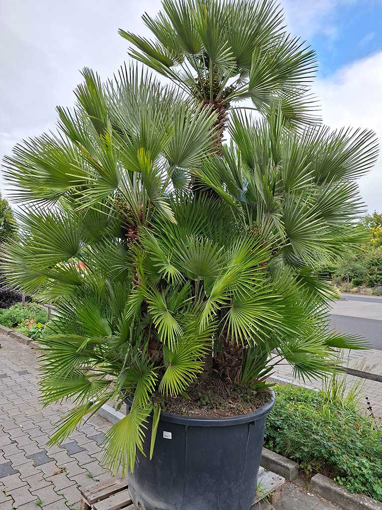 Europäische Zwergpalme (Chamaerops humilis compacta) in einem großen Topf