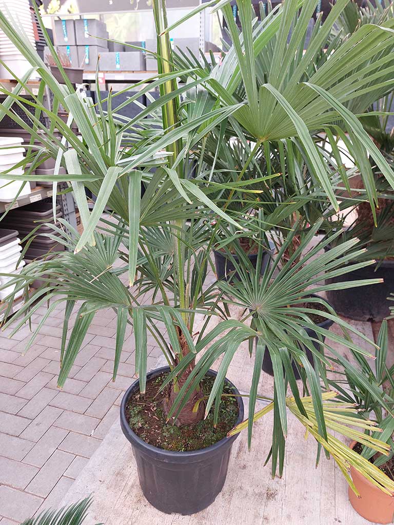 Chinesische Hanfpalme (Trachycarpus fortunei) in einem Topf