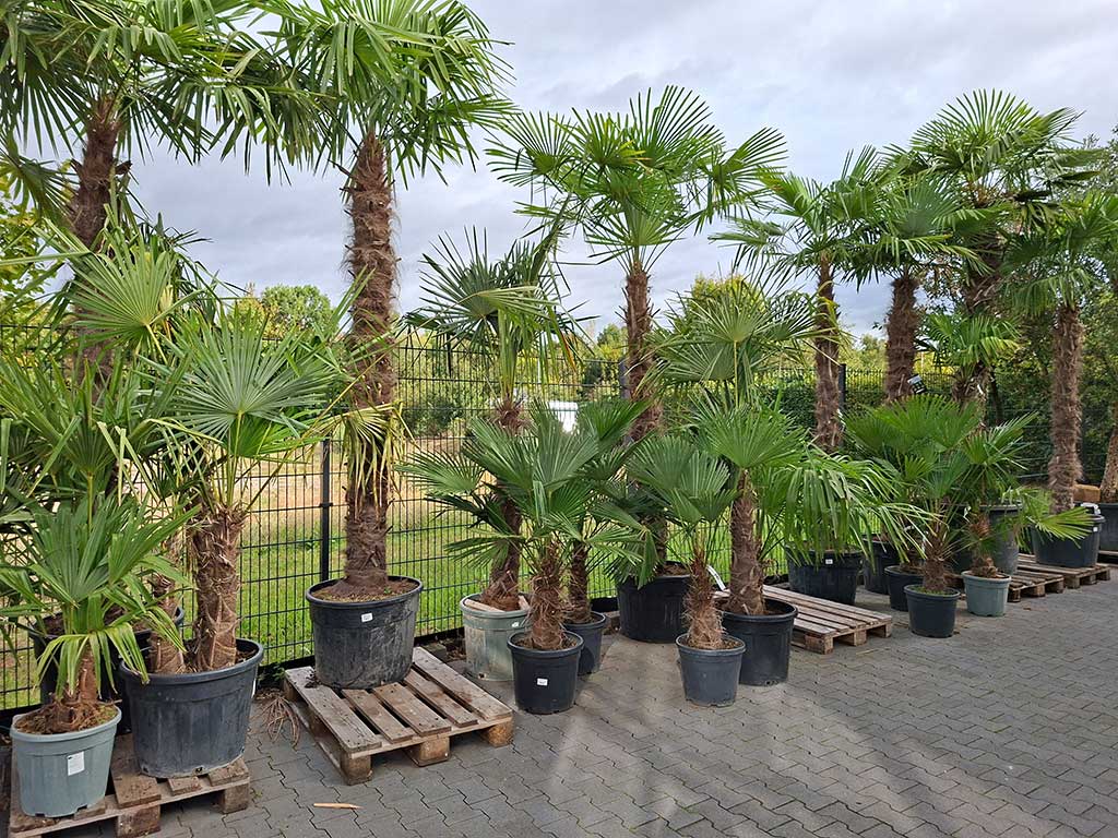 Mehrere Exemplare der Wagners Hanfpalme (Trachycarpus wagnerianus) in Töpfen