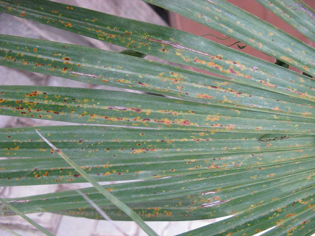 Gelbe und braune Blattflecken auf einem Palmenwedel