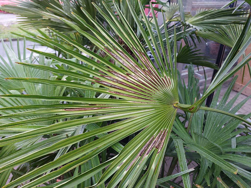 Palmenwedel mit Sonnenbrandschaden