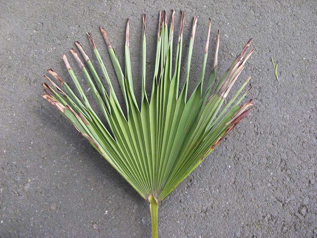 Palmenwedel mit braunen Blattspitzen