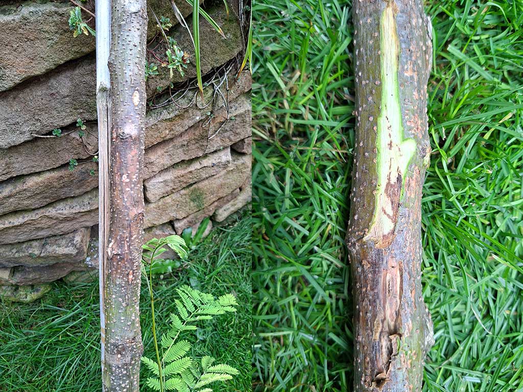Stamm einer im Spätsommer abgestorbenen jungen Seidenakazie. Am überwiegend grünen Stamm sind braune Rindenverfärbungen und Rindennekrosen erkennbar. Beim Anschneiden der Rinde sind braune Gefäßverfärbungen sichtbar.