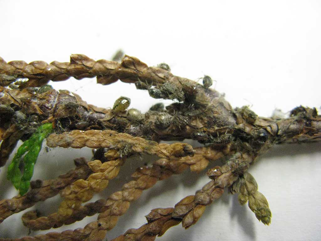 Schwarzgraue Rindenläuse an einem Thuja-Trieb