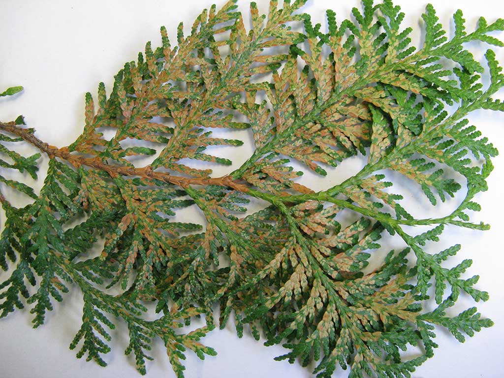 Nadelholzspinnmilbenbefall an Thuja: Viele ältere Nadeln diesjähriger Triebe sind hellbraun verfärbt. Die Triebspitzen sind grün.