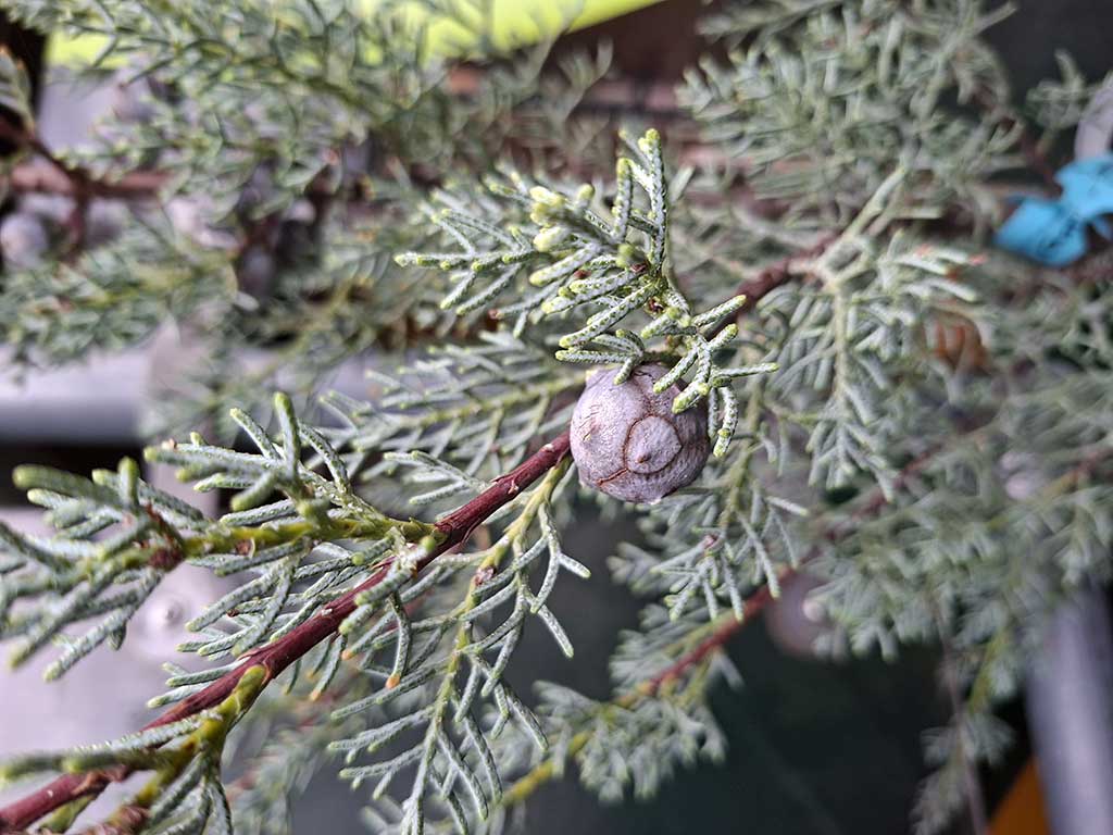 Zweig und Fruchtstand einer Mittelmeer-Zypresse (Cupressus sempervirens)