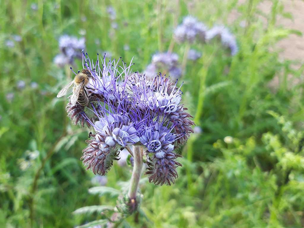 lila Phacelia-Blüte mit Biene