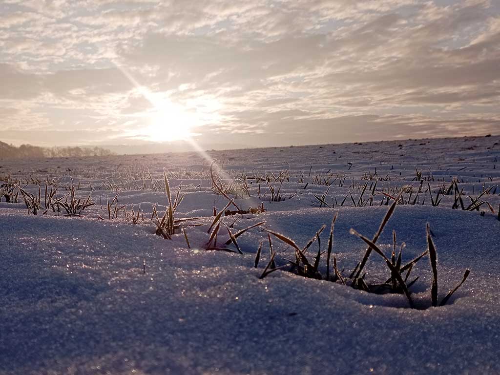 Wintergetreide im Schnee bei Sonnenuntergang