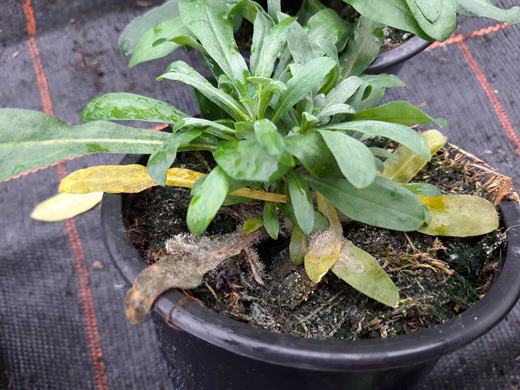 Botrytis bei Erysimum: Ältere Blätter einer Goldlack-Pflanze sind gelb und braun. Auf den braunen Blättern wächst ein grauer Sporenrasen.