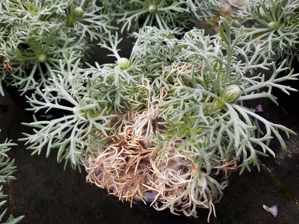 Botrytis bei Leucanthemum hosmariense: Im unteren Bereich der Pflanzen sind die Blätter abgestorben und mit einem grauen Sporenrasen überzogen.