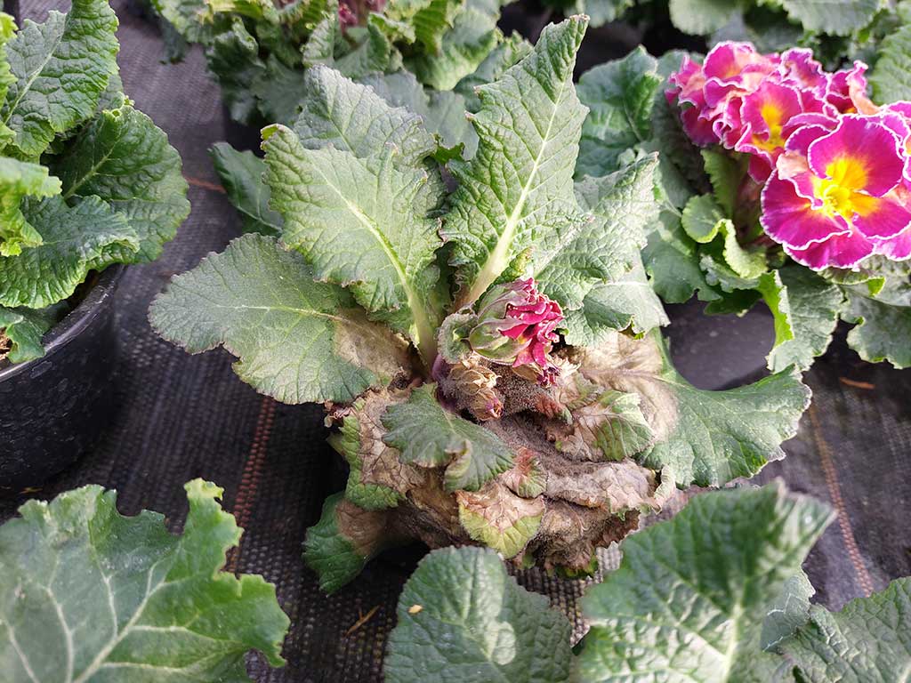Botrytis bei Primula vulgaris: Blätter, Blütenstängel und Blütenknospen sind braun und mit einem grauen Sporenrasen überzogen. Die Fäulnis beginnt von der Mitte der Blattrosette.
