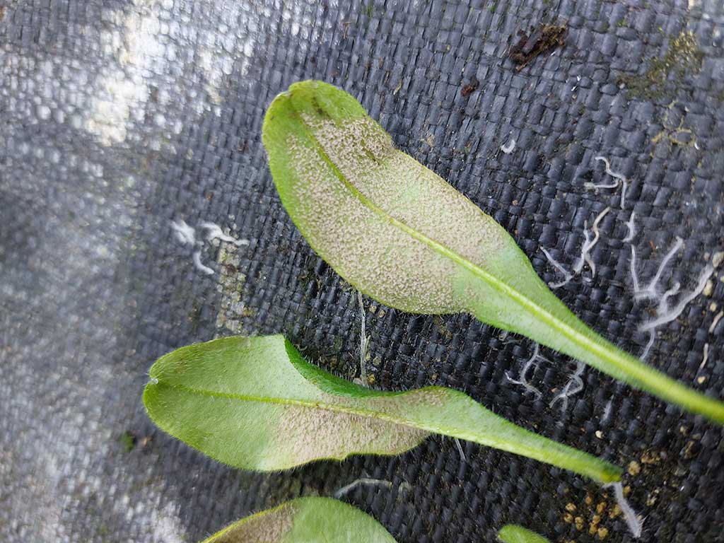 Falscher Mehltau bei Myosotis: Grauer Sporenbelag auf der Blattunterseite von Myosotis.