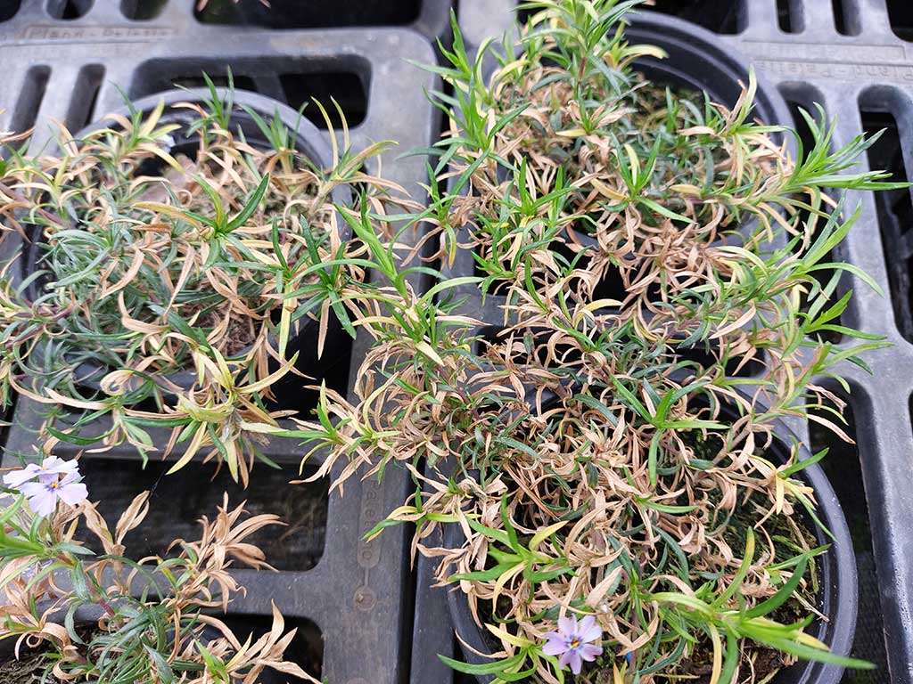Falscher Mehltau bei Phlox subulata: Ältere Blätter des Polsterphloxes sind braun und abgestorben. Der für Falschen Mehltau typische Sporenbelag ist bei dieser Kultur oftmals nicht sichtbar.