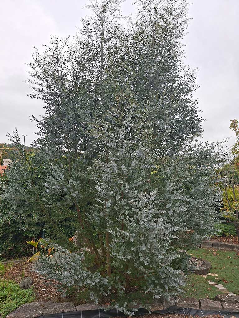 4 m hoher ausgepflanzter Eucalyptus gunnii