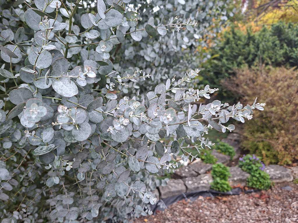 Nahaufnahme von Eucalyptuszweigen mit den typischen graublau-silbrigen Blättern