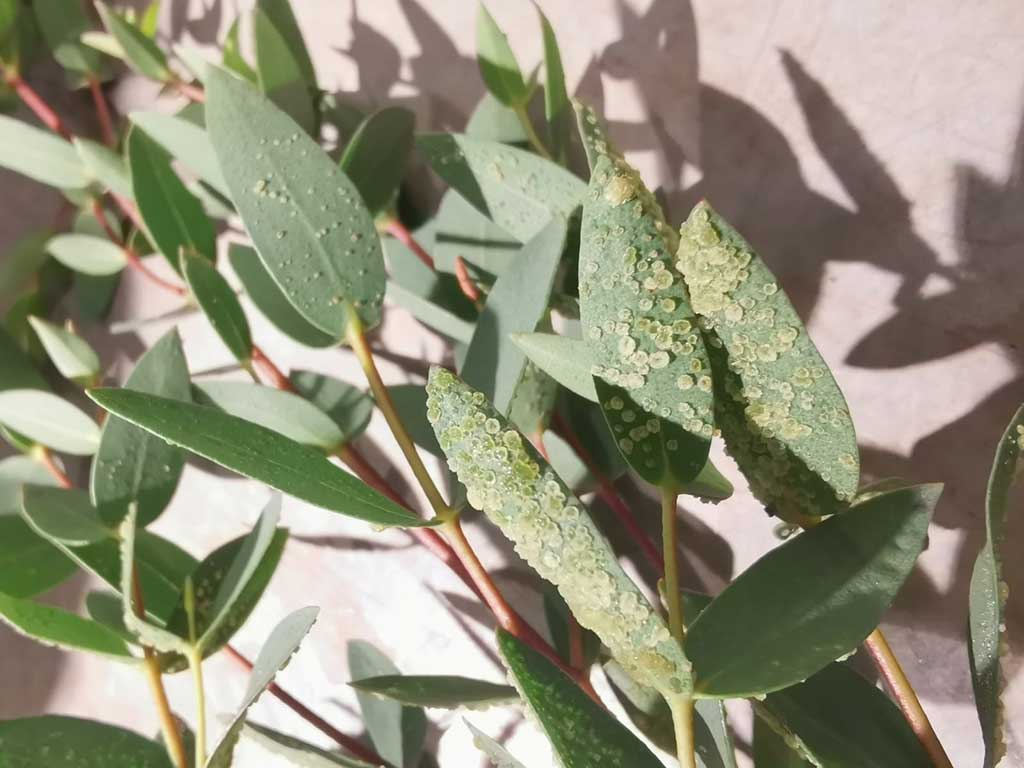 Korkwucherungen auf der Blattunterseite von Eucalyptus