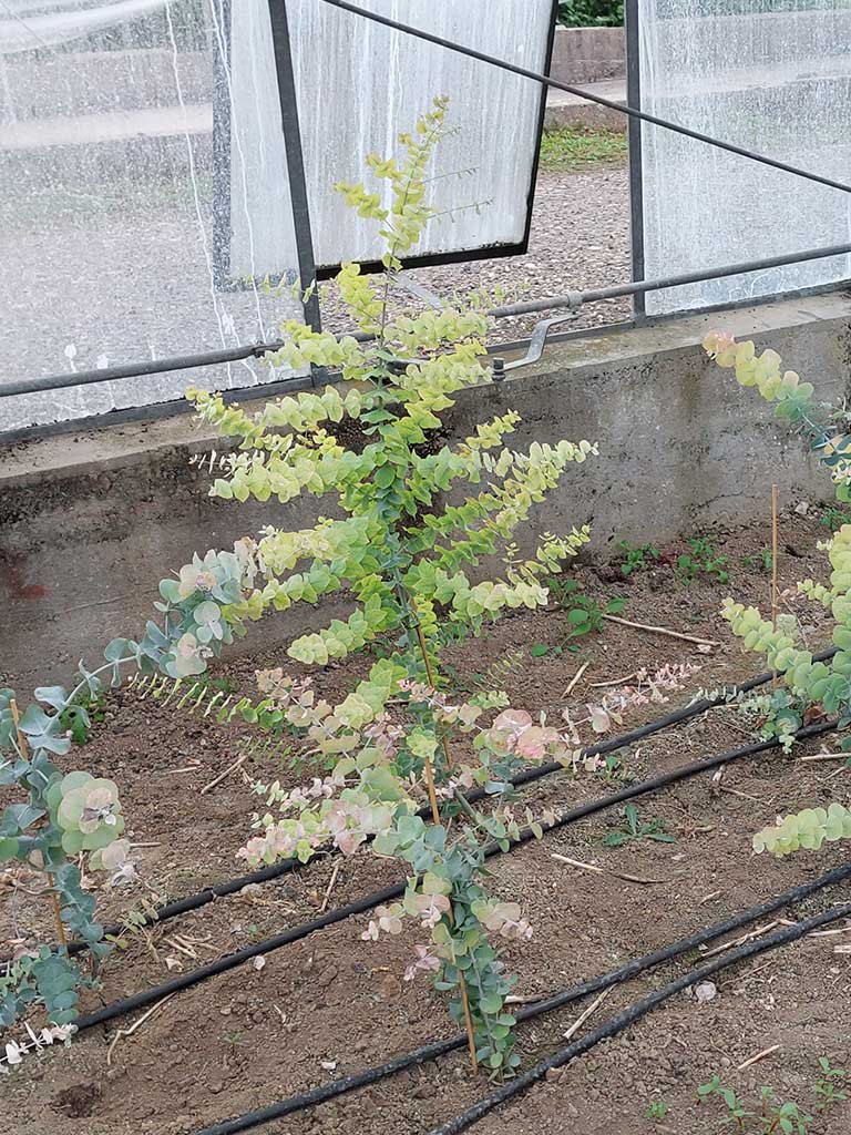 Eucalyptus mit gelb verfärbten Triebspitzen durch Eisenmangel