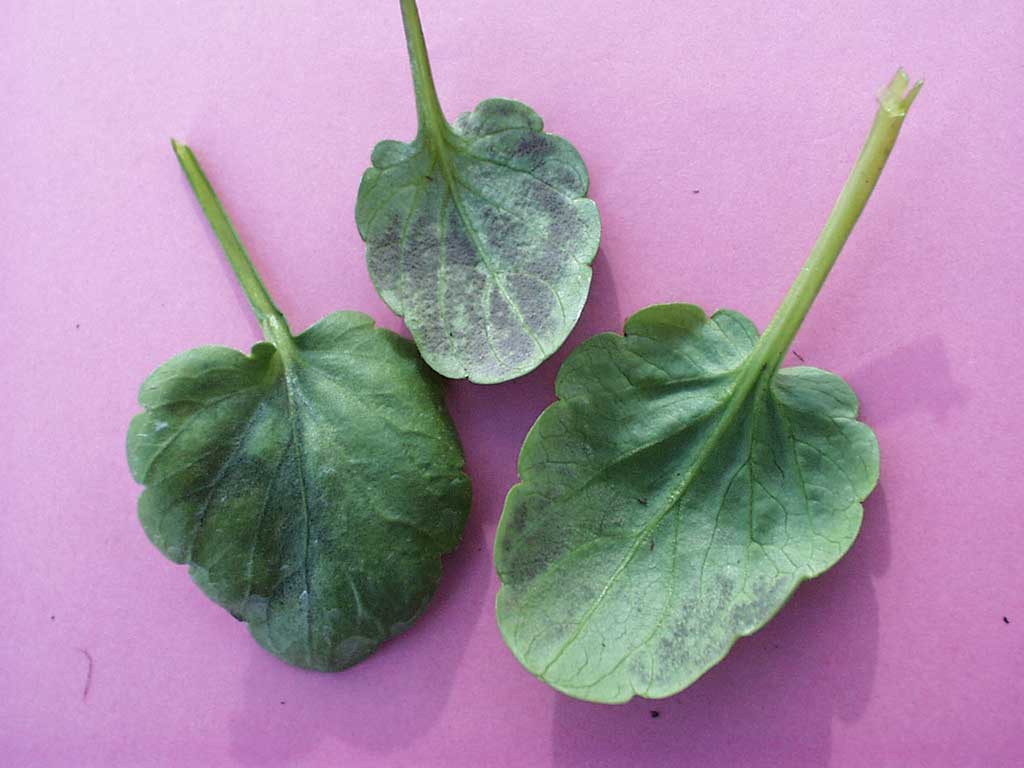 Falscher Mehltau bei Blättern von Viola: Blattoberseits sind befallene Blätter zwischen den Blattadern aufgehellt. Auf der Blattunterseite ist ein blaugrauer Sporenrasen zu sehen.