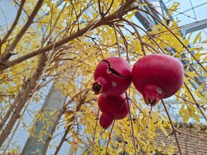 Reife Granatapfelfrucht; im Hintergrund die gelbe Herbstfärbung des Laubes