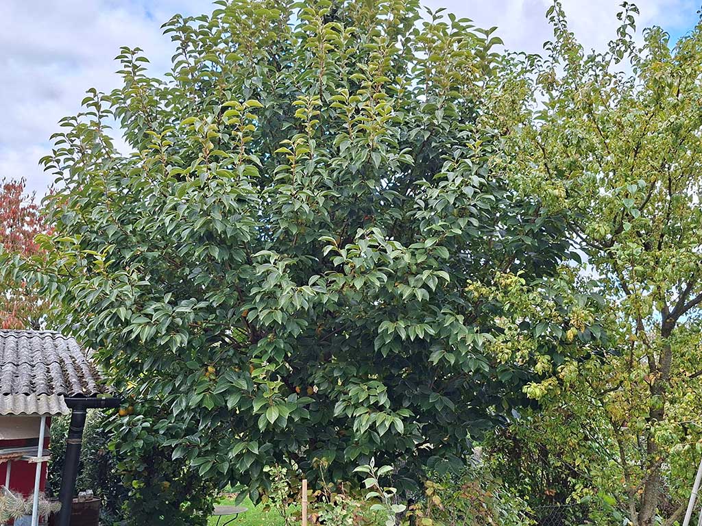 Kaki (Diospyros kaki) Gesamtansicht