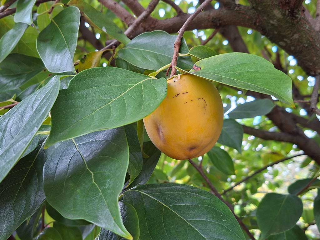 Gelborange Frucht des Kakibaums