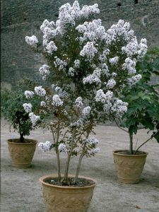 Weißblühende Kreppmyrte (Lagerstroemia indica) im Topf