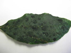 Schwarzer Rußtaupilzbelag auf einem Lorbeerblatt