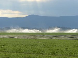 Bewässerung einer landwirtschaftlichen Fläche