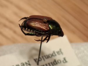 Das Bild zeigt einen präparierten Japankäfer in Schrägansicht. Er ist mit einer Insektennadel auf einem Styropor befestigt. Im Hintergrund ist zum Teil ein Schild mit dem lateinischen Namen des Käfers Popillia japonica sichtbar.