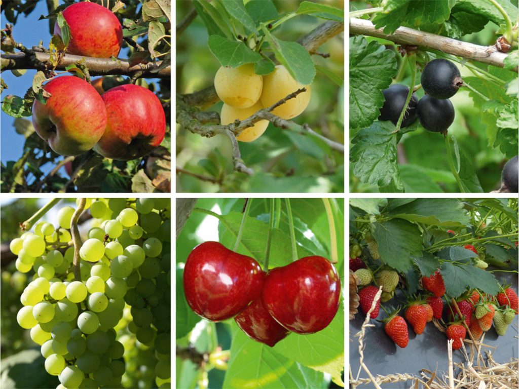 Fotocollage aus Apfel, Mirabelle, Johannisbeere, Wein, Süßkirschen und Erdbeeren