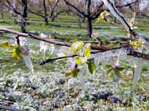 Im Vordergrund ist ein mit Eiszapfen behangener Ast eines Apfelbaums zu sehen. Im Hintergrund stehen Bäume ohne Laub.