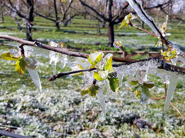 Im Vordergrund ist ein mit Eiszapfen behangener Ast eines Apfelbaums zu sehen. Im Hintergrund stehen Bäume ohne Laub.