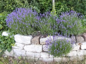 Mittig ist eine ca. 40 cm hohe Trockenmauer mit blühendem Lavendel als Bepflanzung zu sehen. An den Seiten wächst Efeu die Trockenmauer entlang. Im Hintergrund ist eine grüne Mischhecke.