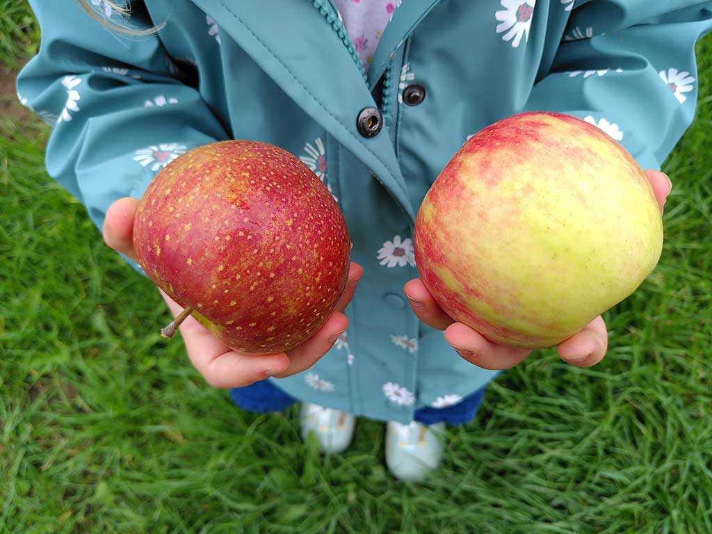 Detailaufnahme eines Kindes, welches in jeder Hand einen Apfel hält
